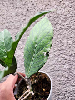 Hoya sp. Aceh 'Triangle'