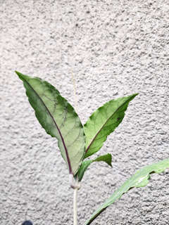 Hoya sp. Aceh 'Triangle'