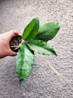 Hoya sp. Aceh 'Triangle'