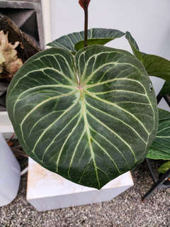 Anthurium HU/King of Spades