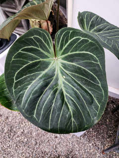 Anthurium HU/King of Spades