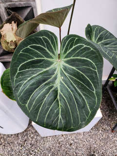 Anthurium HU/King of Spades