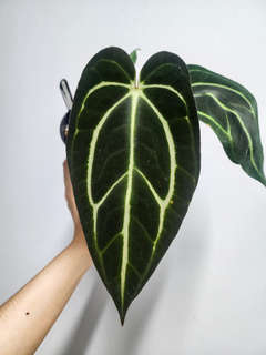 Anthurium Carlablackiae x Self