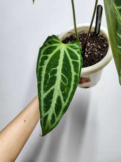 Anthurium Crystallinum FTG x Self