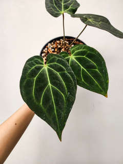 Anthurium Chocolate Crystallinum x Carlablackiae