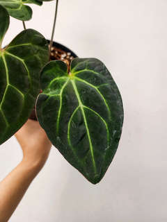 Anthurium Chocolate Crystallinum x Carlablackiae