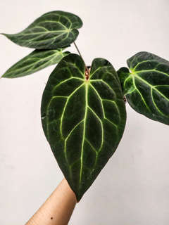 Anthurium Chocolate Crystallinum x Carlablackiae