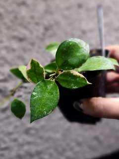 Hoya Lacunosa 'Asami'
