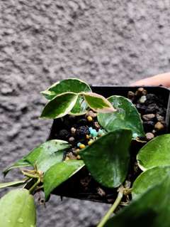 Hoya Lacunosa 'Asami'