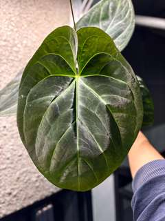 Anthurium Dark Phoenix x Self
