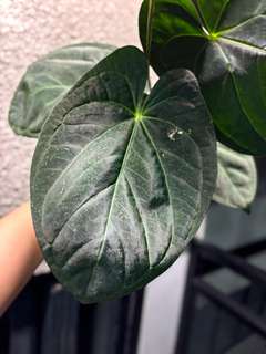 Anthurium Dark Phoenix x Self