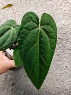 Anthurium (Zara x Michelle) x Red Vein Dark Phoenix