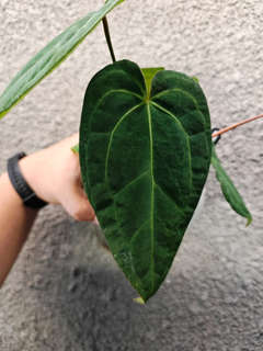 Anthurium (Zara x Michelle) x Red Vein Dark Phoenix