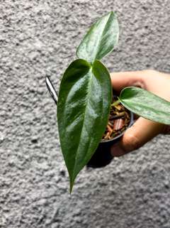 Anthurium Indo Portillae Dark Form x Self