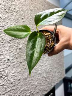 Anthurium Indo Portillae Dark Form x Self