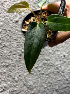 Anthurium Indo Portillae Dark Form x Self