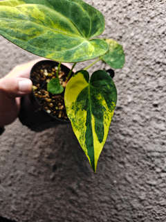 Anthurium Variegated Magnificum x HU/King of Spades