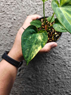Anthurium Variegated Magnificum x HU/King of Spades
