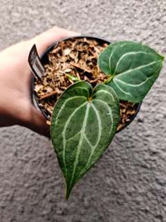 Anthurium HU/King of Spades Spidery Veins