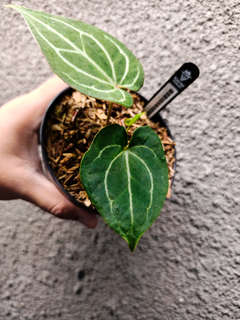 Anthurium HU/King of Spades Spidery Veins