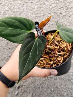 Anthurium HU/King of Spades x Papillilaminum