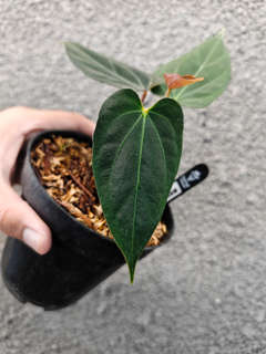 Anthurium HU/King of Spades x Papillilaminum