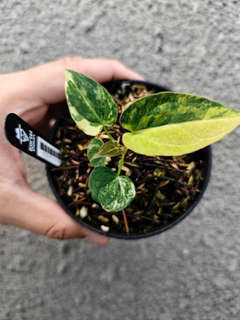 Anthurium Variegated Magnificum x HU/King of Spades