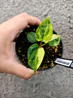 Anthurium Variegated Magnificum x HU/King of Spades