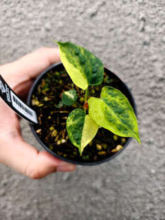 Anthurium Variegated Magnificum x HU/King of Spades