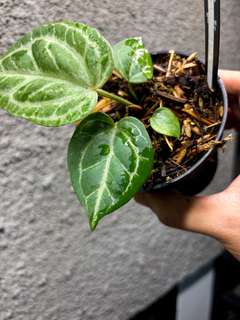 Anthurium Silver Blush Wide Sinus x Michelle