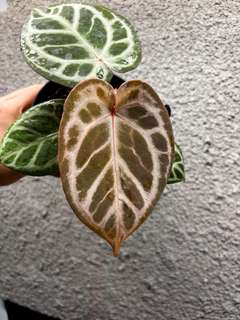 Anthurium Silver Blush Wide Sinus x Michelle