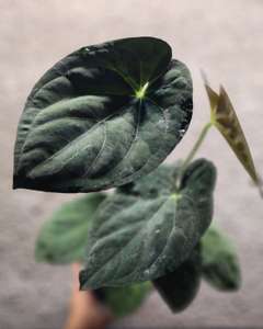 Anthurium Dark Phoenix x Self