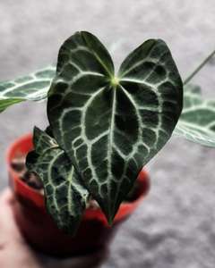 Anthurium Clarinervium Tiger