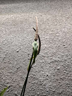Anthurium Queen Clarinervium Clone