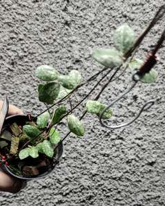 Hoya Aff Puberula High Splash