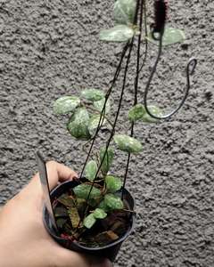 Hoya Aff Puberula High Splash