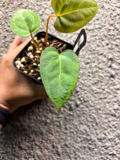 Anthurium Papillilaminum X-One x Self