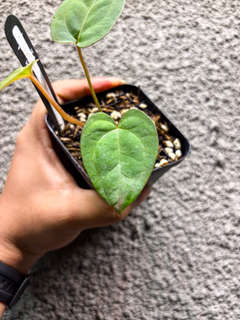 Anthurium Papillilaminum X-One x Self