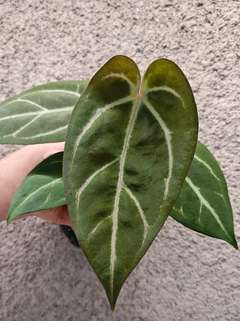 Anthurium Minahasa x Bigfoot