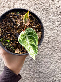 Anthurium Variegated Crystallinum 'Platinum'