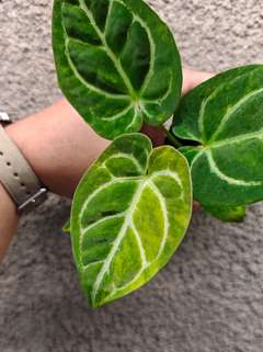 Anthurium Variegated Magnificum x Michelle