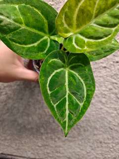 Anthurium Variegated Magnificum x Michelle