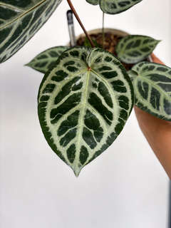 Anthurium HU/King of Spades x SKG 'Silver'