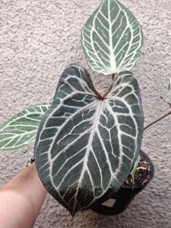 Anthurium HURC Wide Sinus