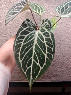Anthurium HURC Wide Sinus
