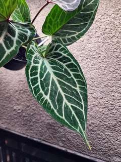 Anthurium HURC Wide Sinus