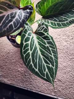 Anthurium HURC Wide Sinus