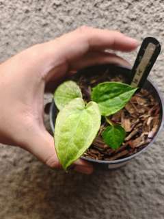 Anthurium Mint Variegated Silver Blush