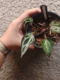 Anthurium Mutated HURC