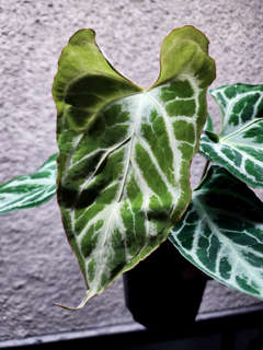 Anthurium ROJ x Boogie